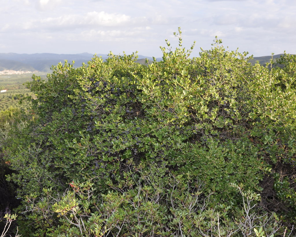 Image of Phillyrea latifolia specimen.