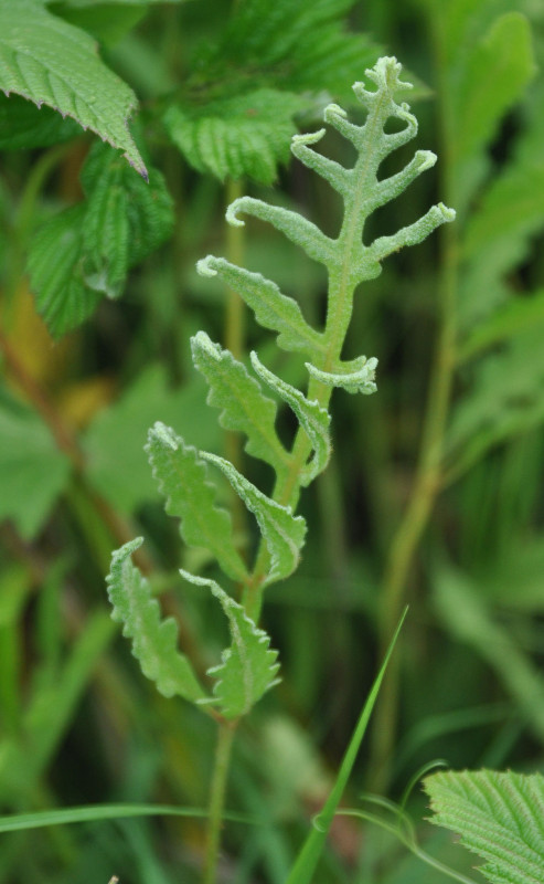 Image of Onoclea sensibilis specimen.