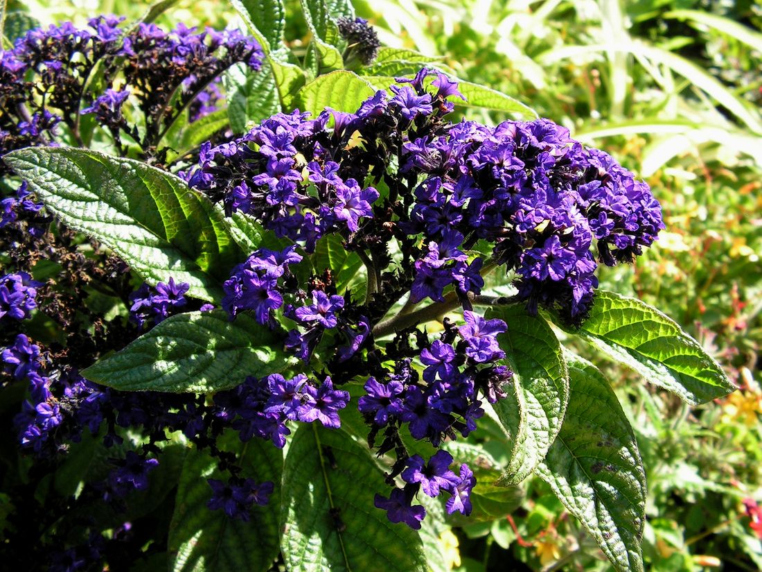 Image of Heliotropium arborescens specimen.