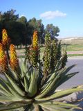 genus Aloe. Цветущее и плодоносящее растение. Израиль, г. Беэр-Шева, городское озеленение. Август 2004 г.