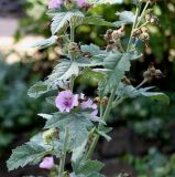 Althaea officinalis