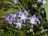 Chionodoxa forbesii