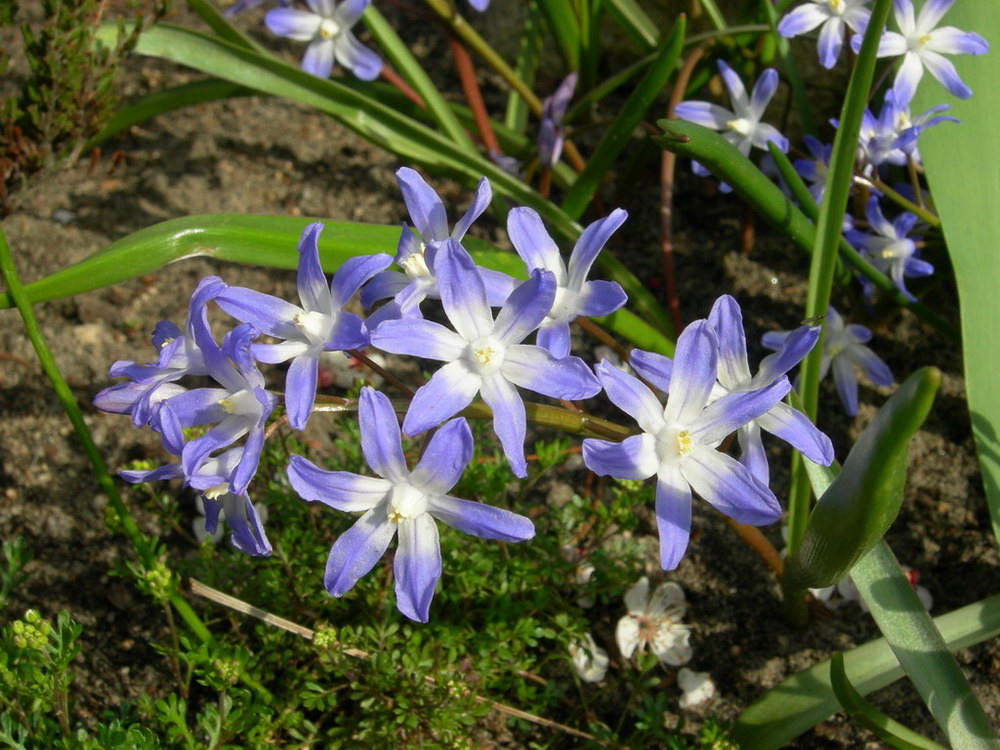 Image of Chionodoxa forbesii specimen.