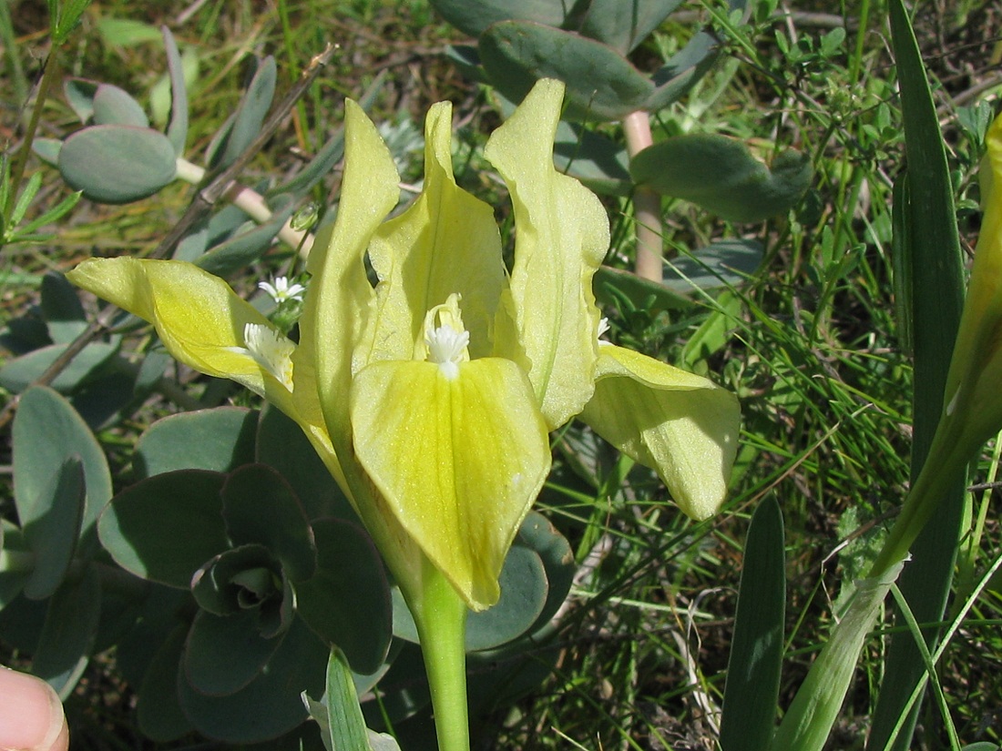 Изображение особи Iris pumila.