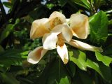 Magnolia grandiflora. Отцветающий цветок. Франция, Приморские Альпы, г. Ментона, проспект Соспель, бульвар. 19.06.2012.