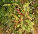 Persicaria lapathifolia