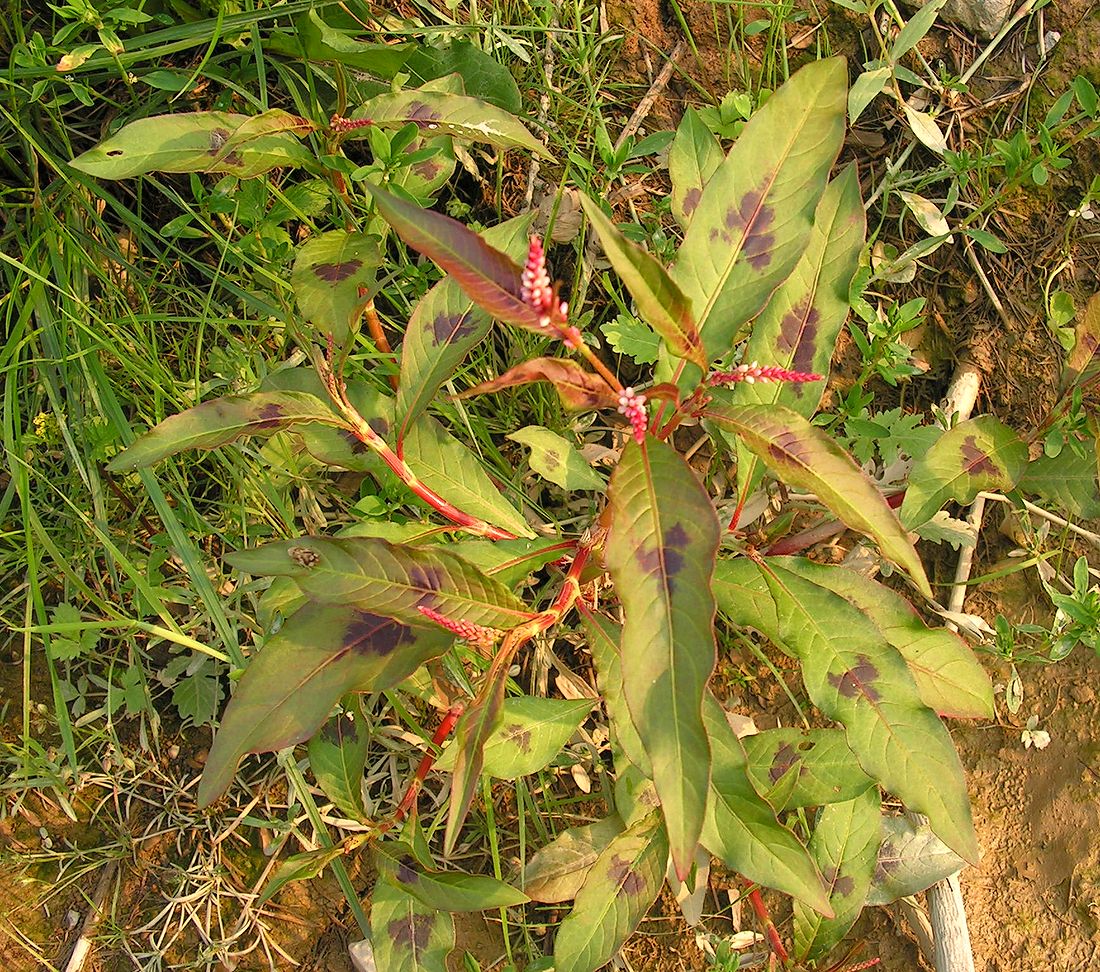 Image of Persicaria lapathifolia specimen.