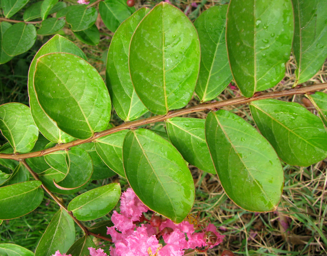 Image of Lagerstroemia indica specimen.