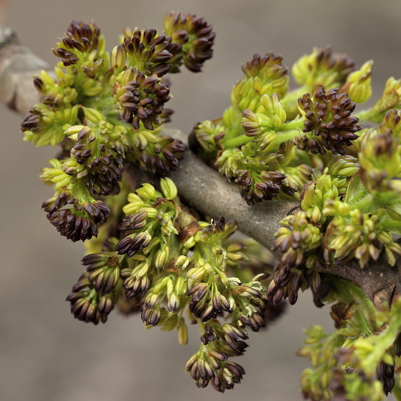 Изображение особи Fraxinus pennsylvanica.