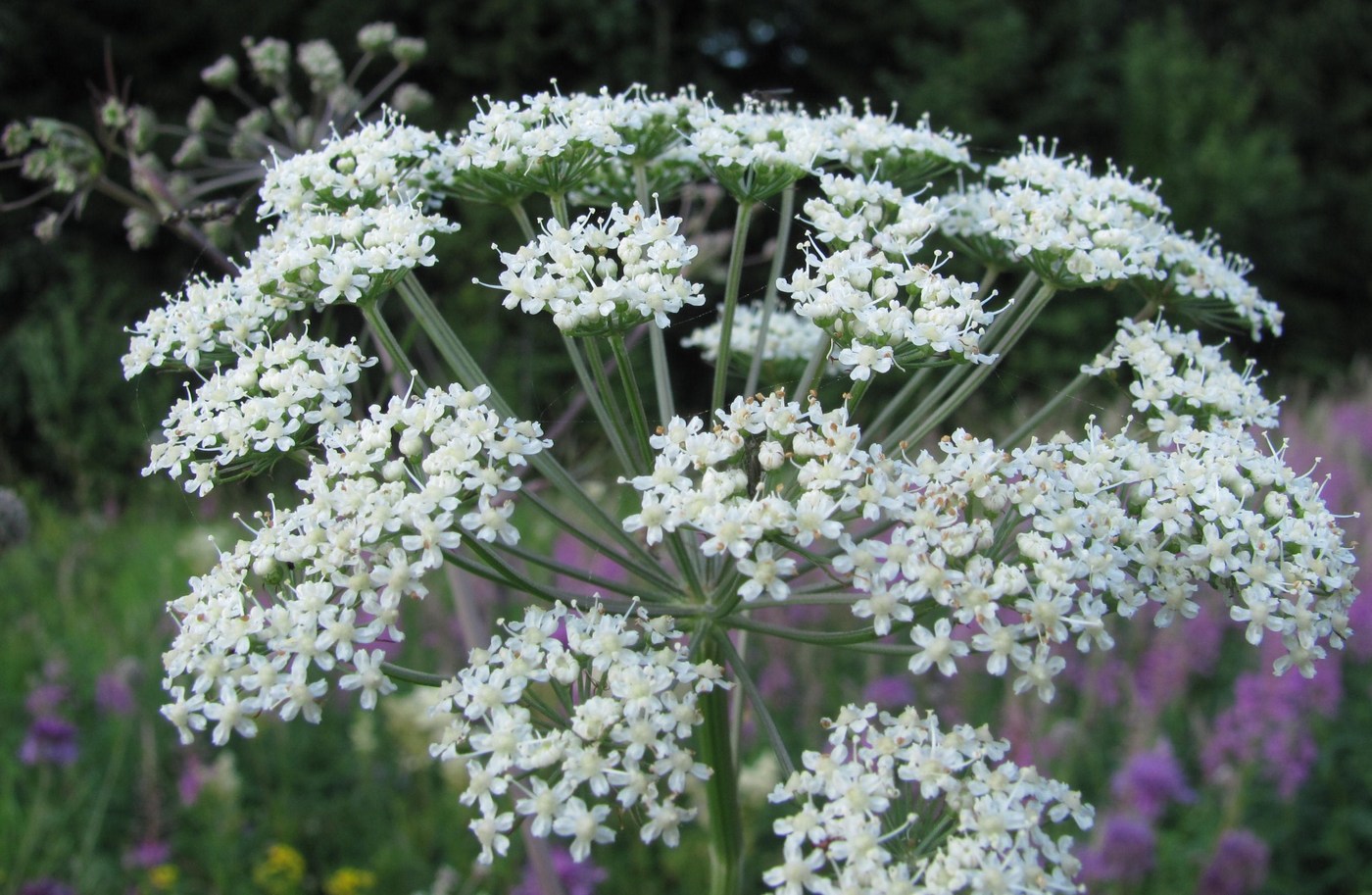 Изображение особи Cenolophium fischeri.