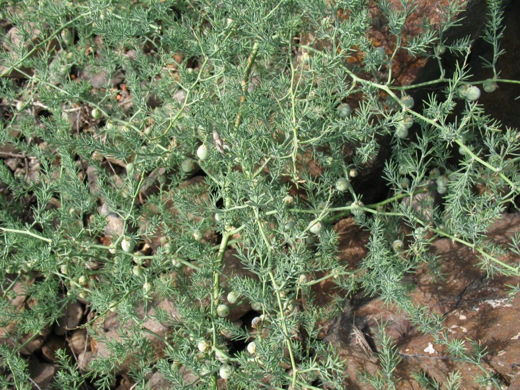 Image of Asparagus brachyphyllus specimen.
