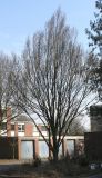 Carpinus betulus. Взрослое дерево в состоянии вегетативного покоя. Германия, г. Кемпен, у гаражей. 25.03.2013.