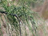 Moringa peregrina