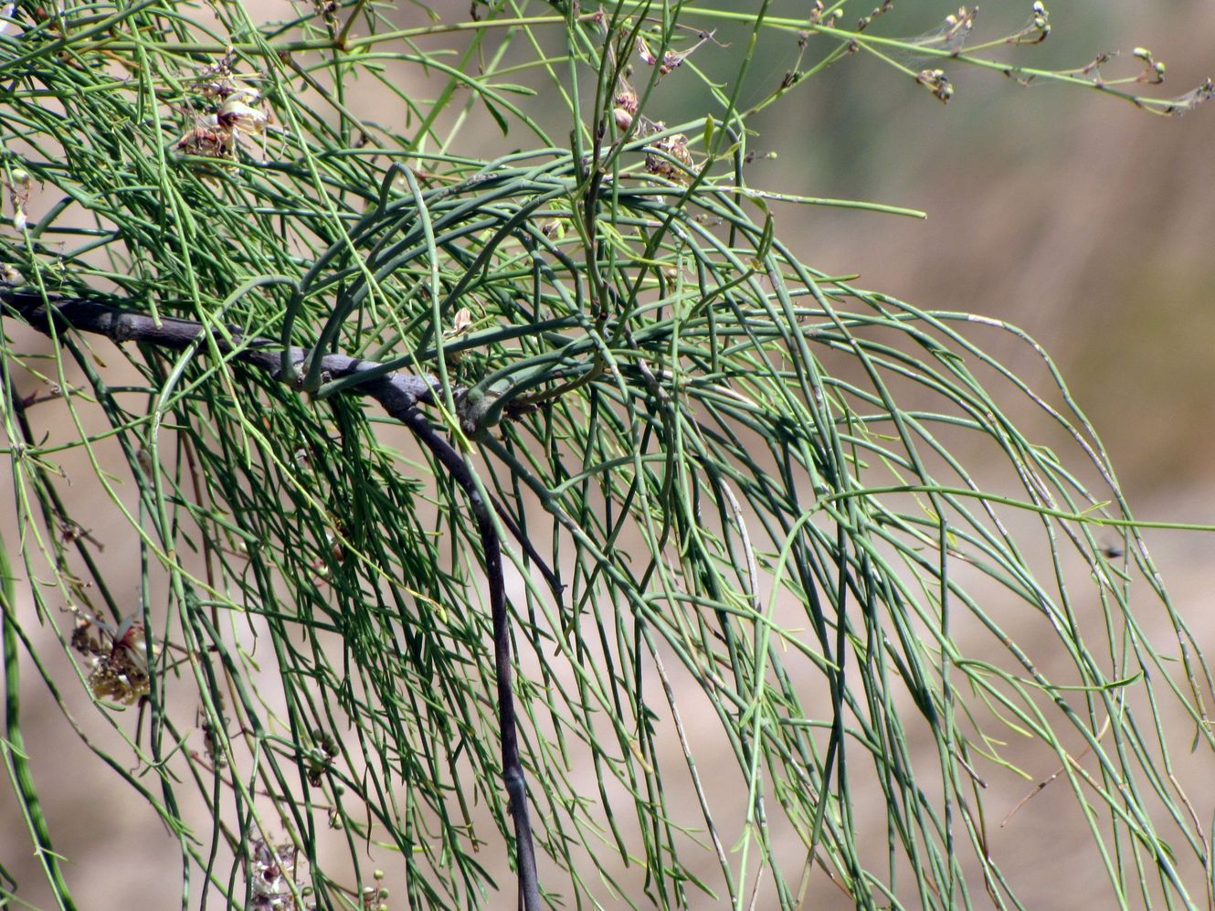Image of Moringa peregrina specimen.