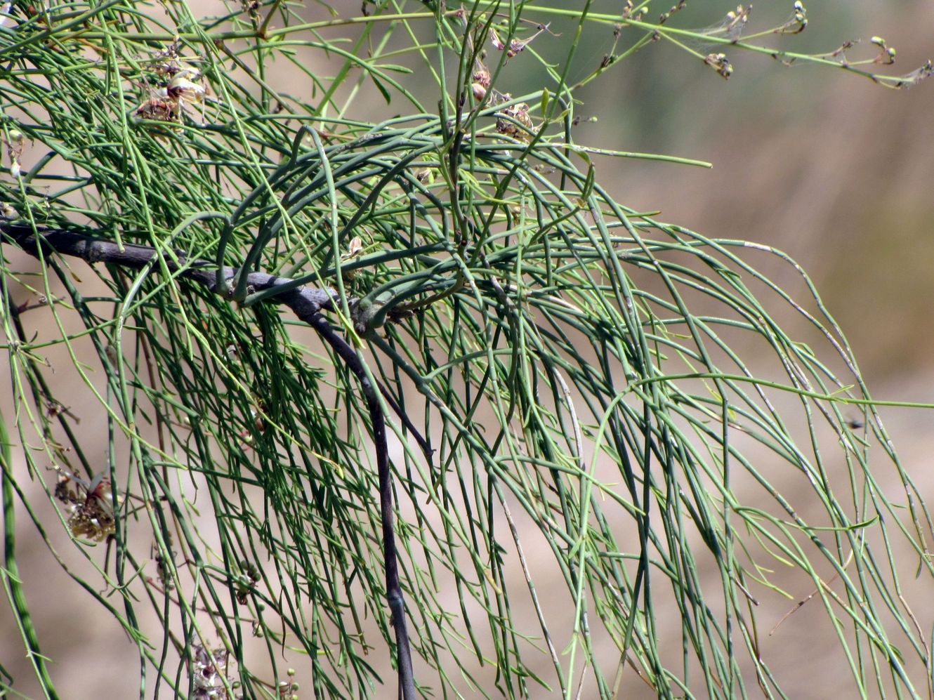 Изображение особи Moringa peregrina.