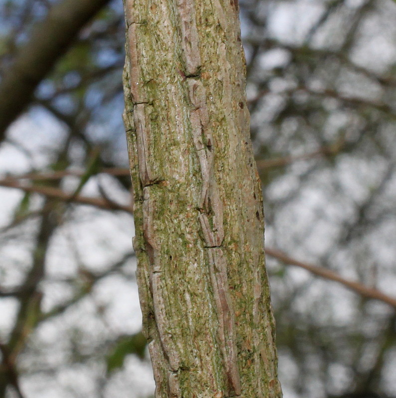 Image of Acer campestre specimen.