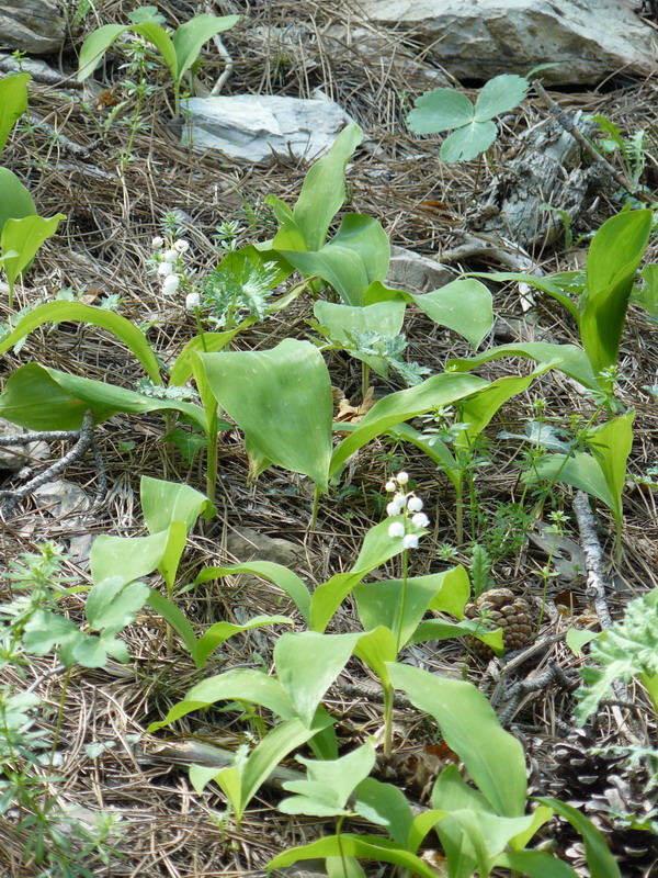 Изображение особи Convallaria majalis.