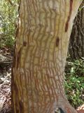 Arbutus andrachne