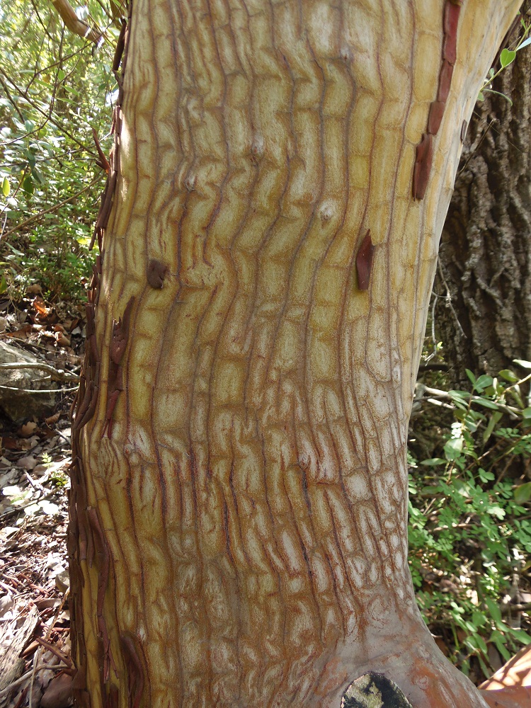 Image of Arbutus andrachne specimen.