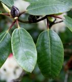 Rhododendron wardii