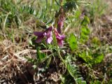 Vicia striata