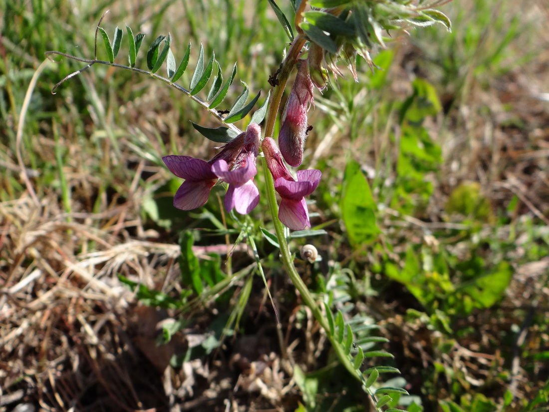 Image of Vicia striata specimen.