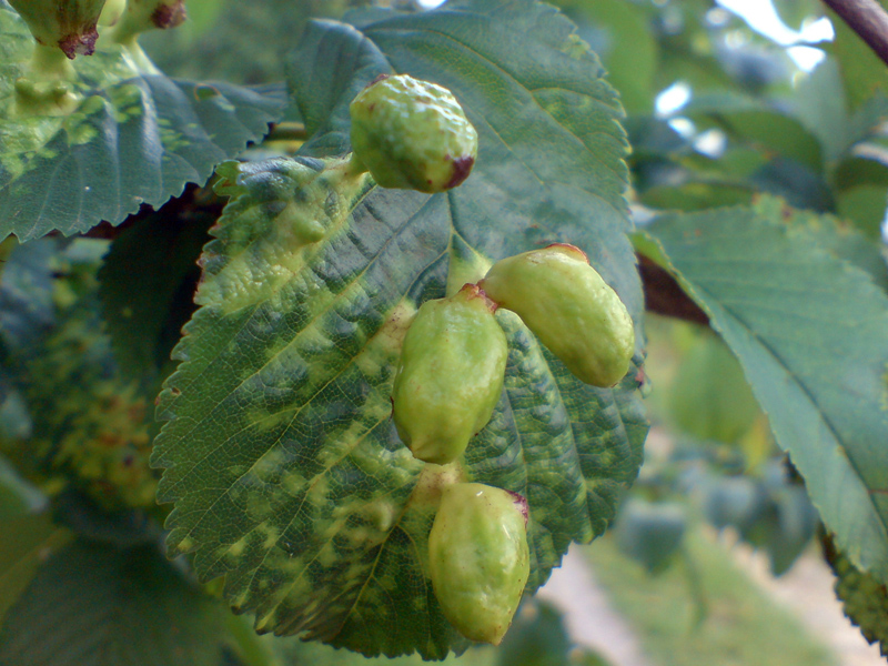 Изображение особи Ulmus glabra.