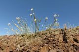 Dianthus soongoricus