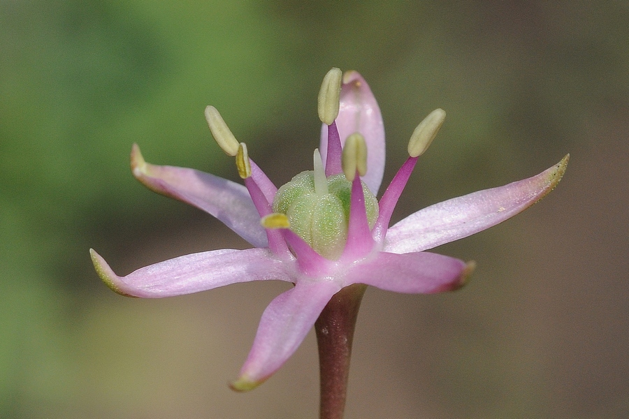 Image of Allium schubertii specimen.