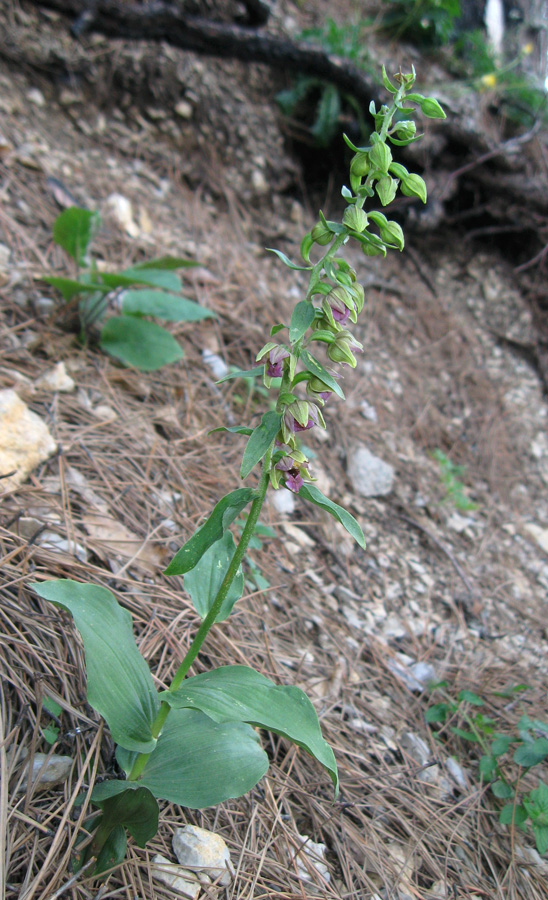 Изображение особи Epipactis helleborine.