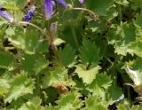 Campanula garganica