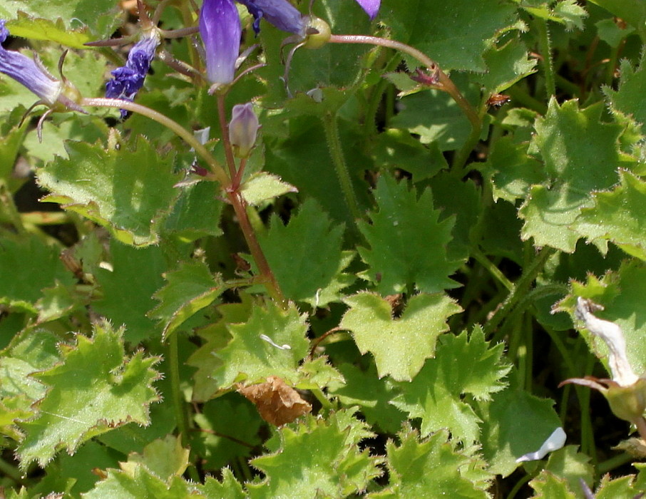 Image of Campanula garganica specimen.