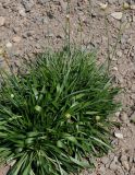 Armeria welwitschii