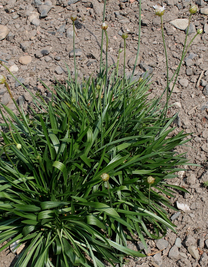 Изображение особи Armeria welwitschii.