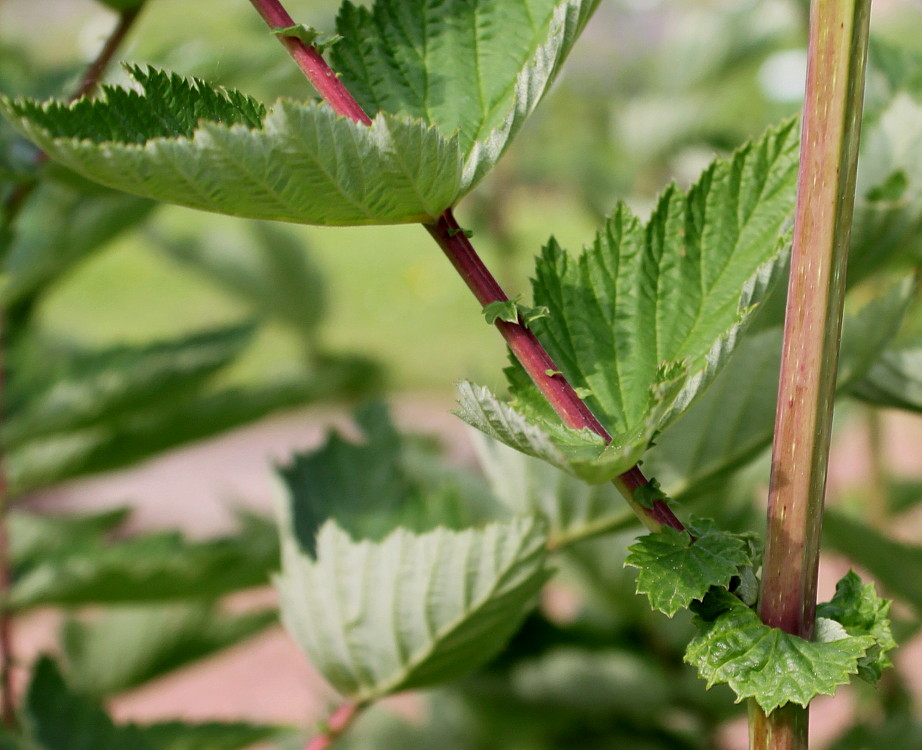 Image of Filipendula ulmaria specimen.