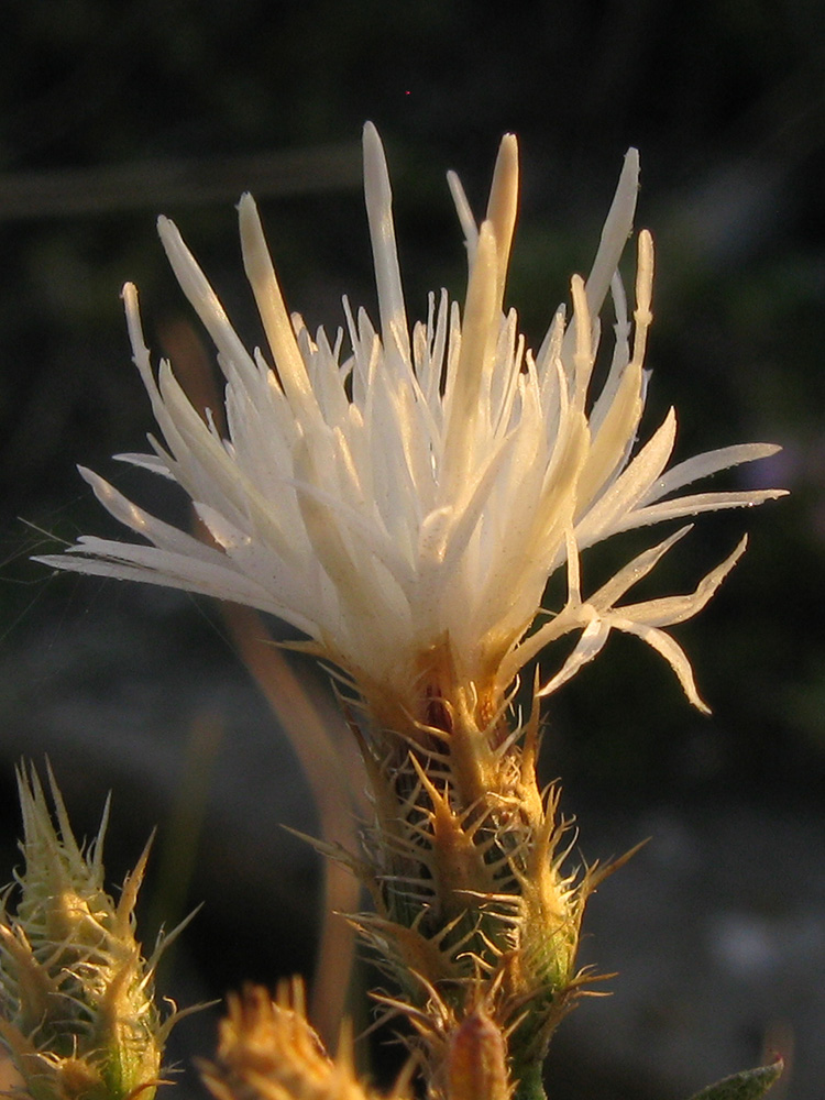 Изображение особи Centaurea diffusa.