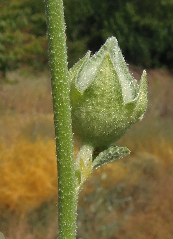 Image of Alcea rugosa specimen.
