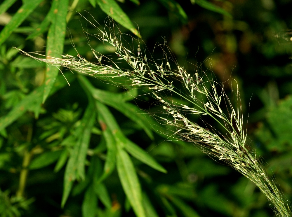 Image of Muhlenbergia huegelii specimen.