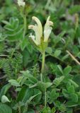 Pedicularis capitata