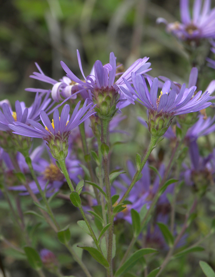 Изображение особи Aster bessarabicus.