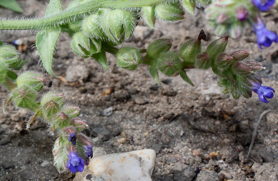 Изображение особи Anchusa officinalis.