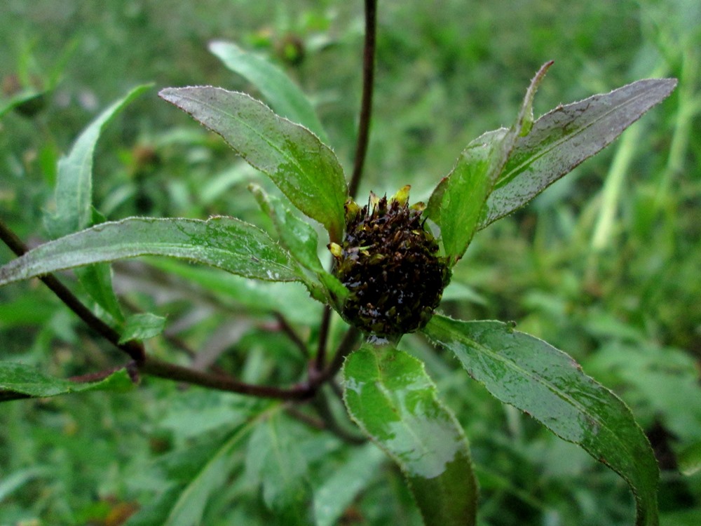 Image of Bidens frondosa specimen.