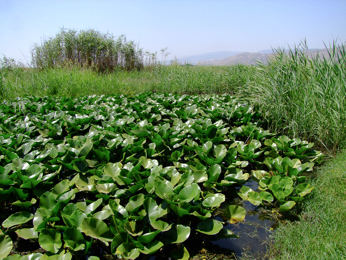 Image of Nuphar lutea specimen.