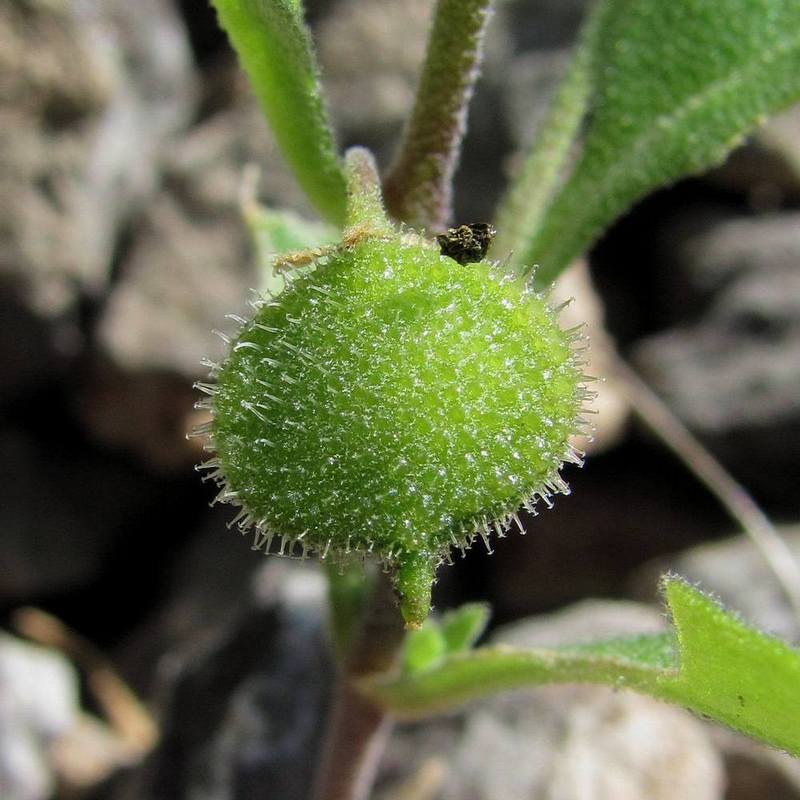 Изображение особи Asperuginoides axillaris.