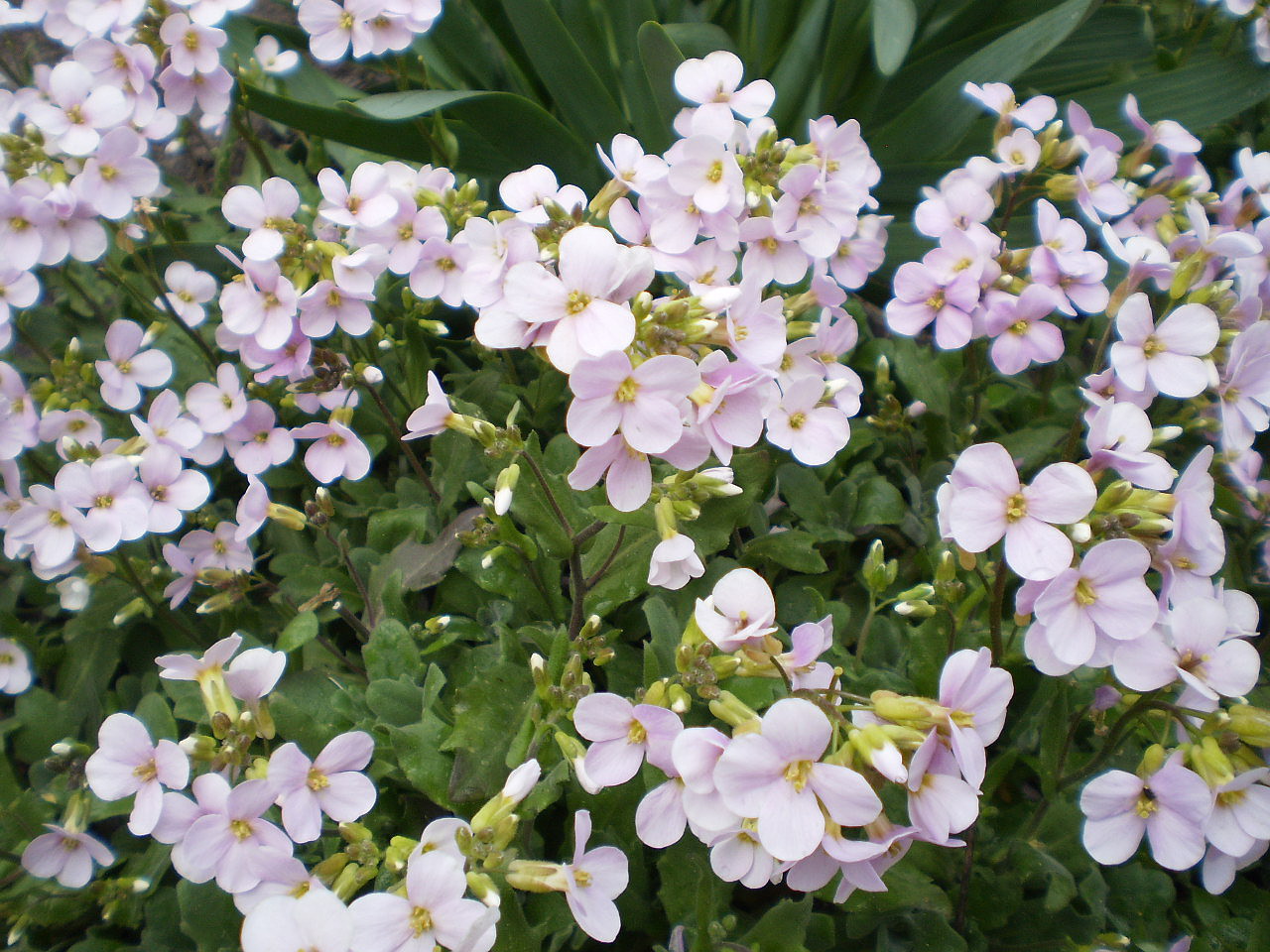 Изображение особи Aubrieta deltoidea.