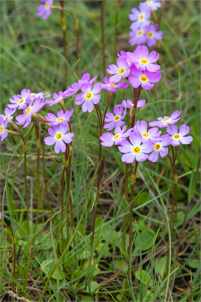 Image of Primula finmarchica specimen.