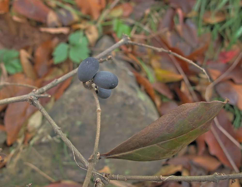 Изображение особи Ligustrum yezoense.