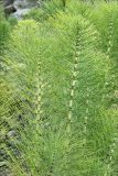 Equisetum telmateia