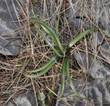 Sternbergia lutea