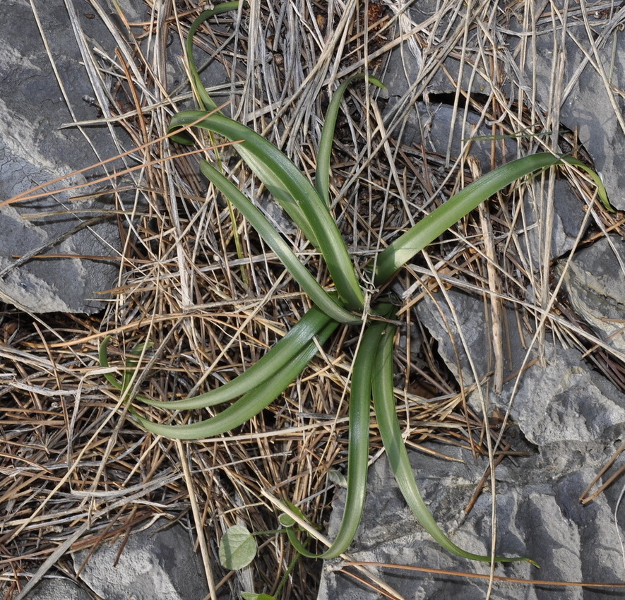 Изображение особи Sternbergia lutea.